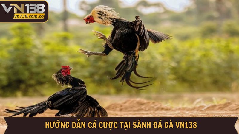 Trải nghiệm đá gà VN138 đơn giản nhanh chóng